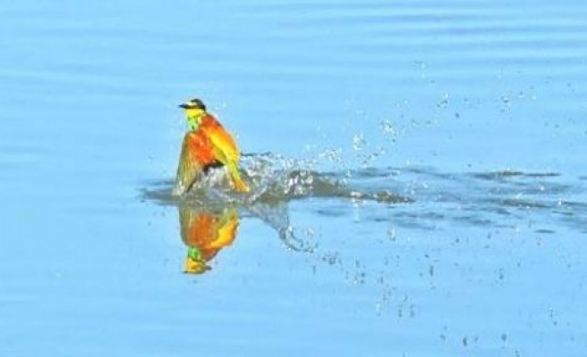 Arı Kuşları Dicle Nehri'nde Serinliyor