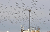 Diyarbakır'da Güvercinler Güneşle Dans Etti