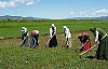 Mevsimlik Tarım İşçileri Çözüm Sürecinden Umutlu