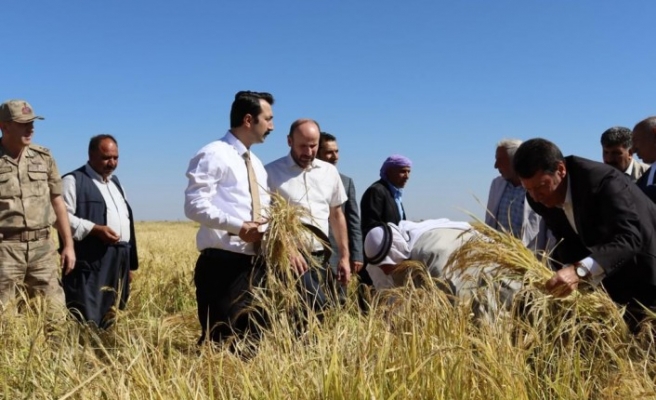 Çınar Yarımkaş köyünde sezonun ilk Karacadağ pirinci hasadı gerçekleştirildi. 