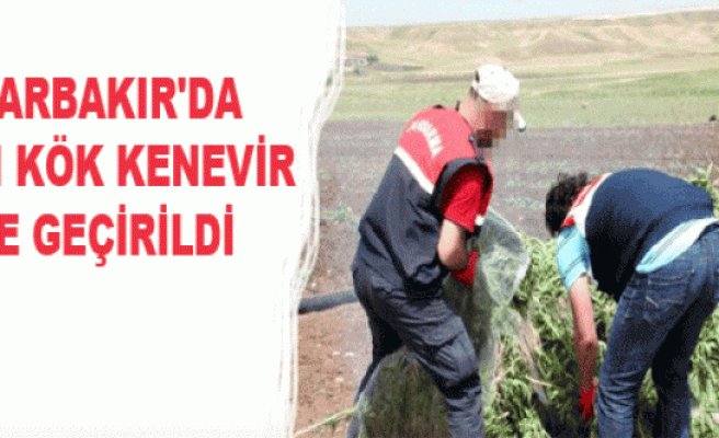 Diyarbakır'da 24 Bin Kök Kenevir Ele Geçirildi