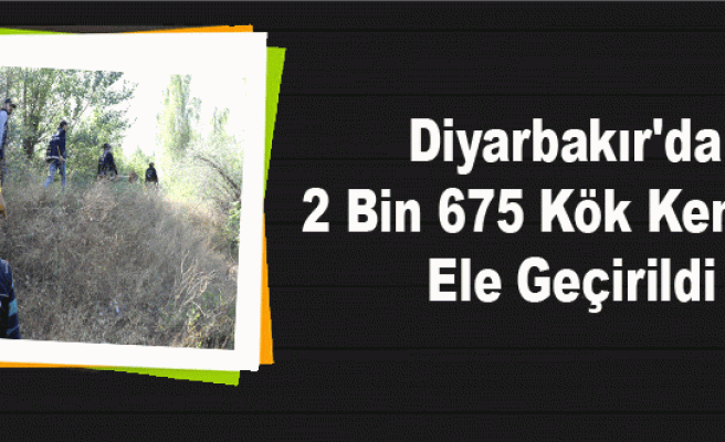 Diyarbakır'da 2 Bin 675 Kök Kenevir Ele Geçirildi