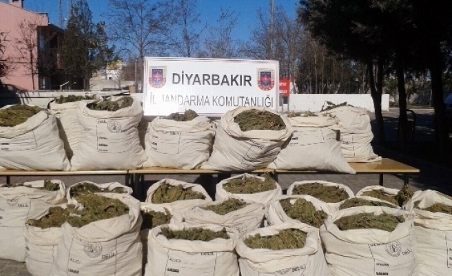 Diyarbakır’da 533 Kilogram Esrar Maddesi Ele Geçirildi 