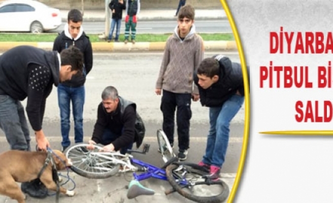 Diyarbakır'da Pitbull Bisiklete Saldırdı