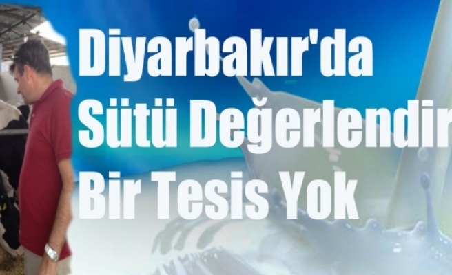 Diyarbakır'da Sütü Değerlendirecek Bir Tesis Yok