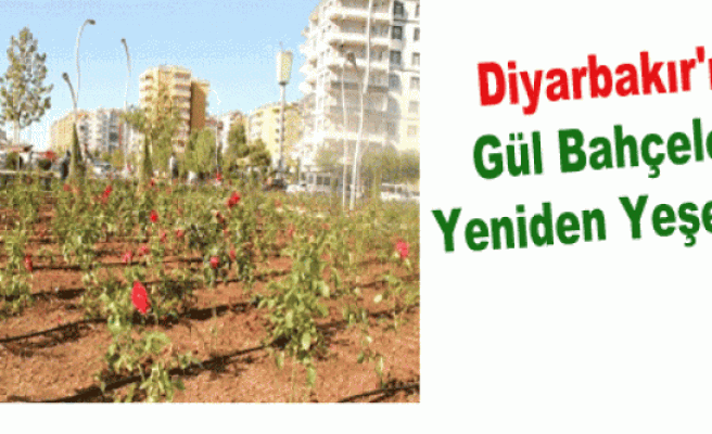 Diyarbakır'ın Gül Bahçeleri Yeniden Yeşeriyor