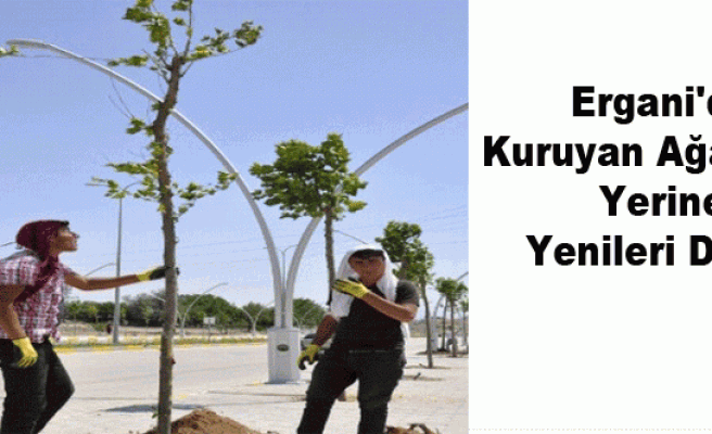 Ergani'de Kuruyan Ağaçların Yerine Yenileri Dikildi