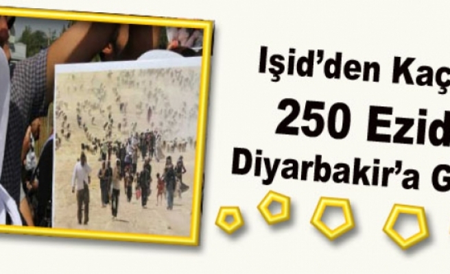 Işid’den Kaçan 250 Ezidi Diyarbakir’a Geldi