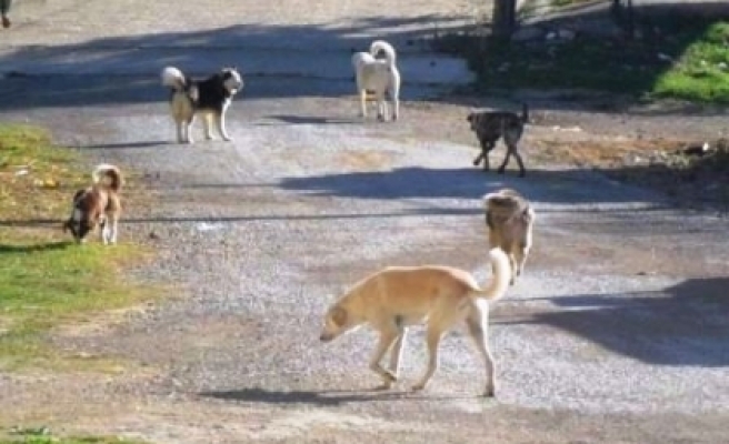 Silvan'da Başıboş Köpekler Tehlike Saçıyor