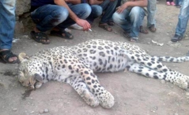 TÜBİTAK 'leopar' gerçeğini açıkladı: O İran Parsı'ydı