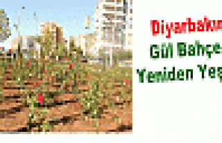 Diyarbakır'ın Gül Bahçeleri Yeniden Yeşeriyor