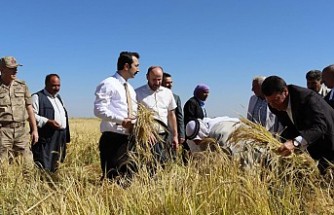 Çınar Yarımkaş köyünde sezonun ilk Karacadağ pirinci hasadı gerçekleştirildi. 